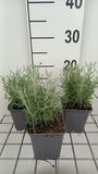 GRDplanten Heiligenbloem 6x Santolina cham. 'Lambrook Silver' | 9x9 cm pot