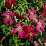 Arborix Bol Clematis 'Madame Julia Correvon' - Bosrank - 50-60 cm in pot