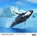 Aquarupella Marine Mammals Kalender 2027