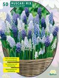 Baltus Muscari Mix per 50 Baltus
