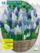 Baltus Muscari Mix per 50 Baltus