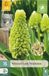 Jub Muscari Lady Madonna 15st JUB