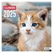 Dohe Wandkalender 2024, geniet, grootte: 30 x 30 cm, met gat om op te hangen en planning 2024, model katten