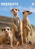 CalendarsRUs Stokstaartjes A3 Kalender 2027 Wandkalender Dieren