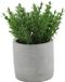Countryfield Kunstplant Thijm in Grijs Cement Potje - 19 cm