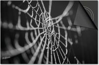 Dietrix Inductie Beschermer 78x52 - Herfst Spinnenweb Zwart Wit