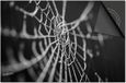 Dietrix Inductie Beschermer 78x52 - Herfst Spinnenweb Zwart Wit