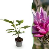 Plantenboetiek.nl Magnolia liliiflora Nigra - Paarse Bloem - Bladverliezend - Weinig Onderhoud - 30cm Hoog - Ø12cm Pot