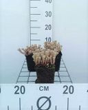 GRDplanten Groendecor Tuinarchitectuur 6x Sedum lydium