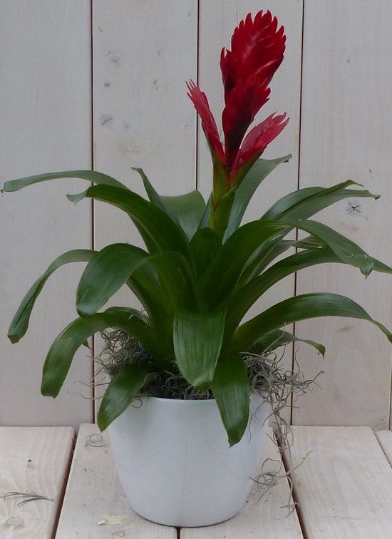Warentuin natuurlijk Bromelia witte pot 30 cm