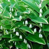 Arborix Polygonatum Multiflorum