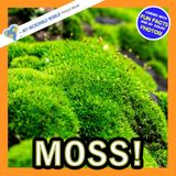 Moss!: A My Incredible World Picture Book for Children
