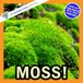 Moss!: A My Incredible World Picture Book for Children
