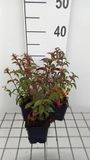 GRDplanten Groendecor Tuinarchitectuur 6x Bellenplant - Fuchsia hybr. 'Madame Cornelissen' | 9x9 cm pot