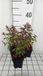GRDplanten Groendecor Tuinarchitectuur 6x Bellenplant - Fuchsia hybr. 'Madame Cornelissen' | 9x9 cm pot
