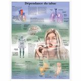 3B Scientific VR2793L Anatomisch bord, tabakafhankelijkheid