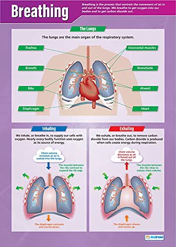 Daydream Education Ventilation Poster, Gloss Paper, 850mm x 594mm (A1)
