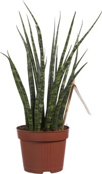 Sanseveria - Fachjan - Groene Plant- Hoogte  40 cm