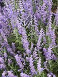 Groendecor Tuinarchitectuur 6x Sauge russe - Perovskia atripl. 'Lacey Blue'® | pot de 9x9 cm