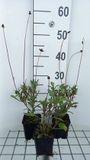 GRDplanten Cosmos 6x Cosmos - Cosmos atrosanguineus | 9x9 cm pot