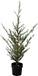 Sirius Milas Cedar 130cm Kerstboom met 150 led lampjes