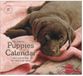 Legacy Puppies Kalender 2027 Wandkalender Dieren Kunst
