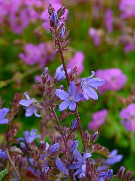 Griffioen Campanula Campanula poscharskyana | 1 stuk | Bodembedekker | vermijd onkruid | grondbedekker | 11x11 cm Kwekerspot | Paars