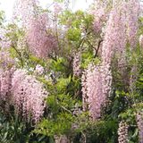 Arborix Wisteria Floribunda 'Honbeni' - Roze bloeiende blauwe regen, 50-60 cm pot