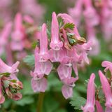 Green boutiQ - 80x Corydalis Beth Evans - Helmbloem Beth Evans - Wit en Paars - Verwilderingsbol - Bolmaat 6/+