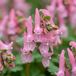 Green boutiQ - 80x Corydalis Beth Evans - Helmbloem Beth Evans - Wit en Paars - Verwilderingsbol - Bolmaat 6/+