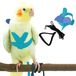 Parrot Harnais et Laisse pour Entraînement