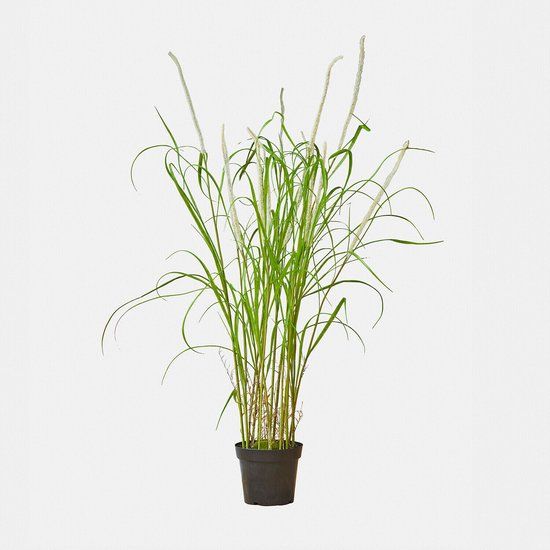 Loberon Decoratieve rietplant Clarisa groen/wit
