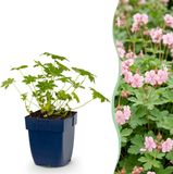 Green boutiQ Geranium macr. Ingwersen's Variety - Ooievaarsbek - Bodembedekkend - Licht Roze - 24 Planten - Pot 11cm - Hoogte 15-25cm