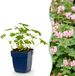 Green boutiQ Geranium macr. Ingwersen's Variety - Ooievaarsbek - Bodembedekkend - Licht Roze - 24 Planten - Pot 11cm - Hoogte 15-25cm