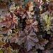 Arborix Heuchera 3 x Heuchera 'Chocolate Ruffles' - Purperklokje pot 9x9cm