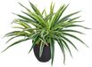 Unyqoos Plante Chlorophytum Comosum - 33 cm