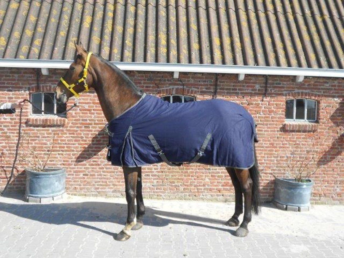 QHP deken zomer Blauw 185