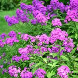 Bloomique - Set van 3 - Phlox Paniculata Laura - Vlambloem - Tuinplanten - Winterhard - Hoogte 10-20 cm - Pot 9x9 cm