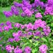 Bloomique - Set van 3 - Phlox Paniculata Laura - Vlambloem - Tuinplanten - Winterhard - Hoogte 10-20 cm - Pot 9x9 cm