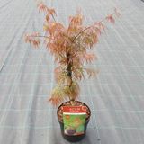 Plantenwinkel.nl Japanse esdoorn Acer palmatum "Crimson Queen" heester - 40-50 cm - 1 stuks