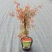 Plantenwinkel.nl Japanse esdoorn Acer palmatum "Crimson Queen" heester - 40-50 cm - 1 stuks
