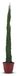 Cipres Totem Boom 170 cm