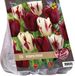 Baltus Urban Flowers Perfection Tulpen - Rood/Wit - 15 stuks