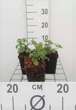 GRDplanten Groendecor Tuinarchitectuur 6x Zeeuws knoopje - Astrantia maj. 'Lars' | 9x9 cm pot
