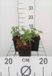 GRDplanten Groendecor Tuinarchitectuur 6x Zeeuws knoopje - Astrantia maj. 'Lars' | 9x9 cm pot