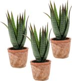 Merkloos Set van 3x Aloe Vera Kunstplanten in Terracotta Pot 23 cm