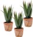 Merkloos Set van 3x Aloe Vera Kunstplanten in Terracotta Pot 23 cm