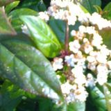 Arborix Bol Viburnum burkwoodii 'Anne Russel' - Sneeuwbal - 50-60 cm in pot