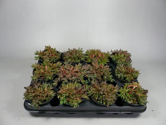 StabiloPlants Delosperma Paars - 12 stuks 9cm