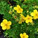 Arborix Potentilla Fruticosa 'Goldfinger' - Ganzerik|Vijfvingerkruid - 25-30 cm in pot: Rijkbloeiend met heldergele bloemen.